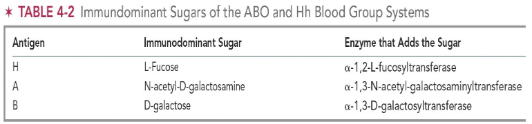 <p>sugar that makes one antigen different from another antigen</p><ul><li><p><span>ABO antigens reside on sugar molecules attached to outside of RBC membrane</span></p></li></ul><p></p>