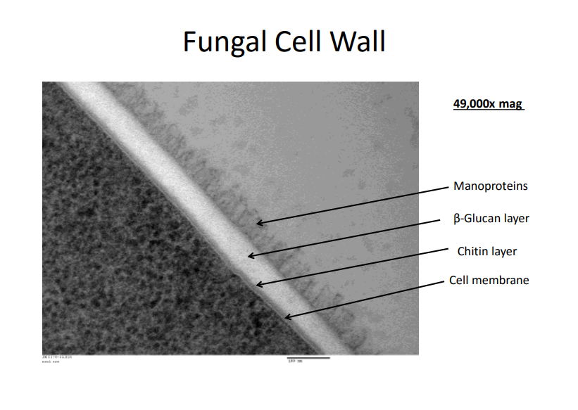 <p>glucan layer is thickest </p>