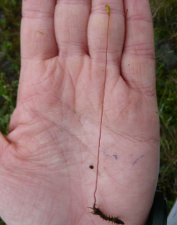 <p>Single cluster of sexual organs produced at tip of primary module of branch system</p>