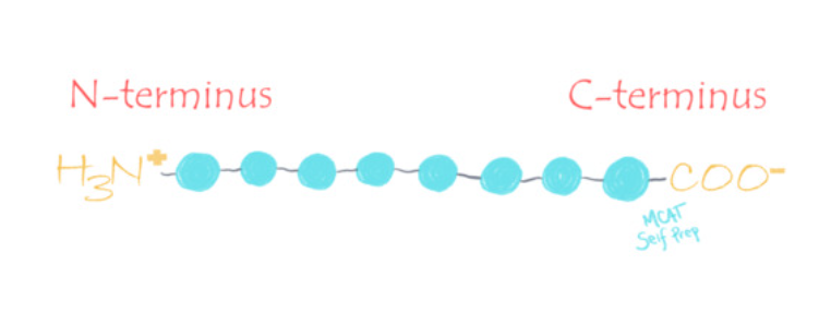 <p>T<span>he N-terminus includes the first amino acid of a protein, which has a free amino group at this end of the polypeptide chain. This is made first.</span><br><br><span>The C-terminus includes the final amino acid of a protein, and is therefore where synthesis of a polypeptide ends. There is a free carboxyl group at this end of the polypeptide chain.</span></p>
