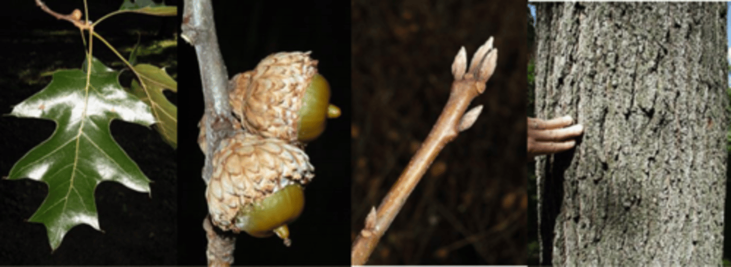 <p>Leaves: alternate, 4 to 10 inches long, 3 to 7 inches wide; wide or broadest near or above the middle, leathery texture; margin with 5 to 9 lobes, with 1 to 3 bristle-tipped teeth, notches between lobes rounded; upper surface dark green, shiny, smooth lower surface - with smooth or hairy with tufts of hair in the leaf axils</p><p>Twigs: stout, reddish-brown, hairy at first, smooth with age </p><p>Bud: end buds sharp-pointed, distinctly angled, covered with gray hairs </p><p>Trunk: Bark black with deep grooves and flattened, scaly ridges, inner bark mustard yellow to orange </p><p>Fruit: nut reddish-brown, striped, 2 to 4 times longer than broad to egg-shaped with a rounded tip; scales light brown, with a tiny fringe of hairs along the edges </p><p>Form/Silvics: Medium-sized tree, up to 70 feet tall, with wide spreading open crown and tall, straight trunk. Occurs on rocky, sandy, or dry upland ridges and slopes; also on sandstone, chert, or igneous glades, and borders of woods and fields.</p>