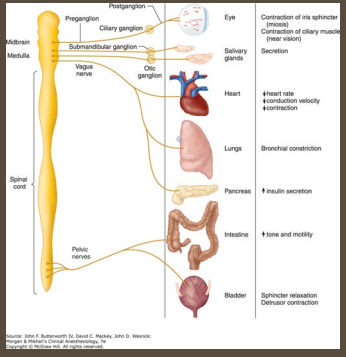 <p><strong>Parasympathetic Nervous System</strong></p><p>-Rest and digest</p><p>-________ sympathetic nervous system </p><ul><li><p>Primary NT is ___________</p></li><li><p>__________ HR and BP, bronchoconstriction, and miosis </p></li><li><p>__________ peristalsis and salivation, promotes digestion and urination </p></li></ul><p>-Ganglia near ________ organs </p><p>-Maintains ______________</p><p></p>