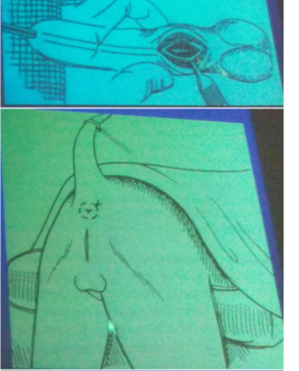 <p>What is the bottom image the site for?</p>