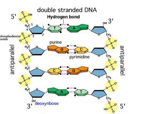 <ul><li><p><span>DNA is a double stranded molecule where the 2 strands run <strong>anti-parallel</strong> to each other&nbsp;</span></p></li><li><p><span>Hydrogen bonds unite strands of DNA together&nbsp;</span></p></li><li><p><span>Adenine will always bind to thymine by <strong>3</strong> hydrogen bonds&nbsp;</span></p></li><li><p><span>Guanine and cytosine will always bond together by <strong>3</strong> hydrogen bonds&nbsp;</span></p></li><li><p><span>A purine will only pair up with its complementary pyrimidine</span></p></li></ul><p></p>