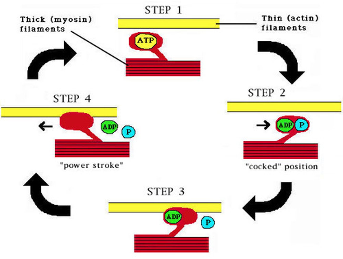 <p>from cellular respiration in the mitochondria; creatine phosphate increases its regeneration</p><p>Three Functions in the Sliding Filament Theory:</p><p>1. when it binds to the myosin head and is hydrolyzed, it provides energy for the power stroke</p><p>2. when a new one of this molecule binds to the myosin head, it will release the myosin head from actin</p><p>3. its hydrolysis also actively transports calcium ions in and out of the sarcoplasmic reticulum</p>
