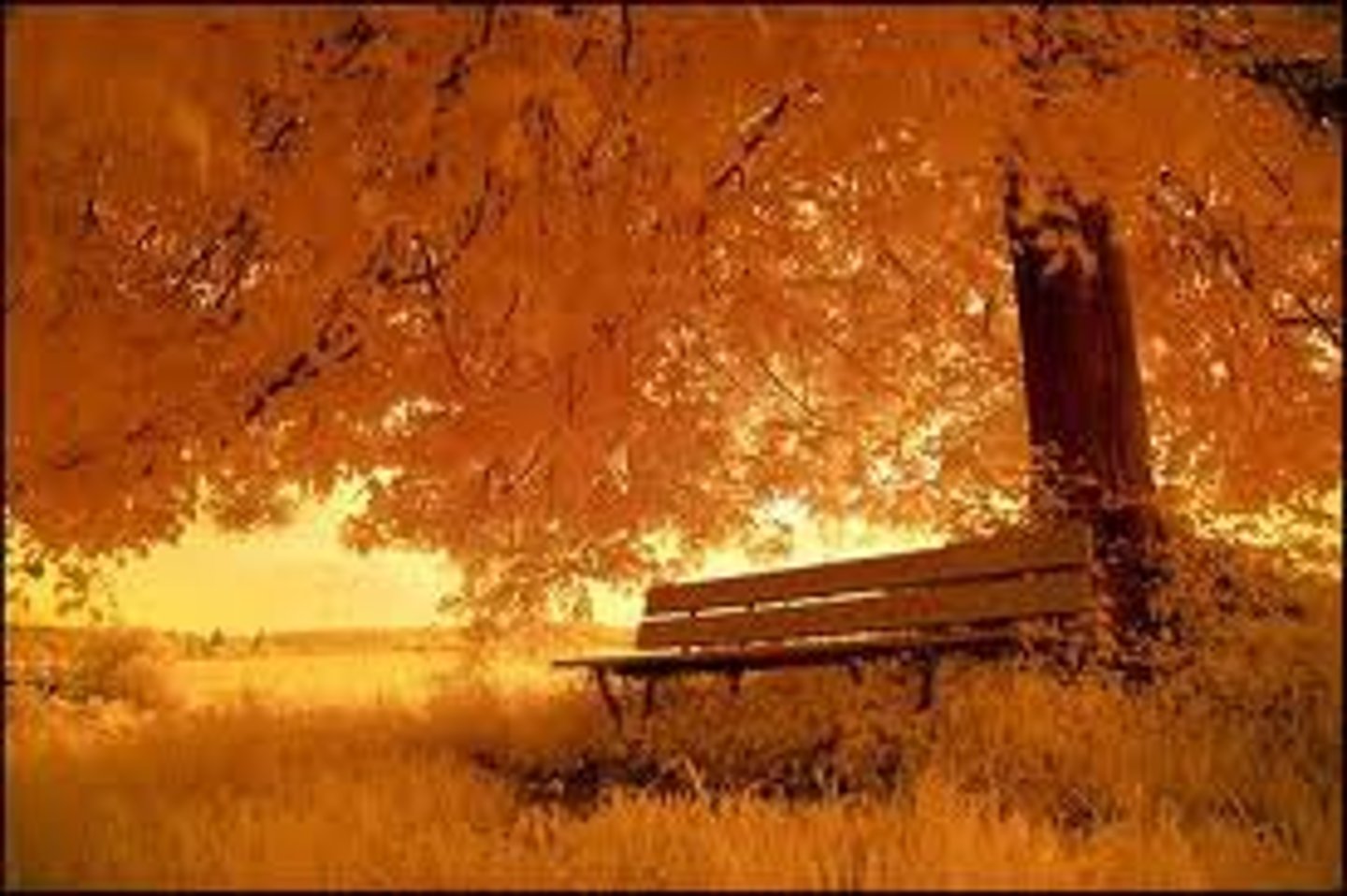 <p>el otoño</p>