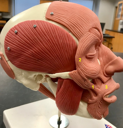 <p>What is the muscle indicated by the yellow 1? Origin? Insert? Function?</p>