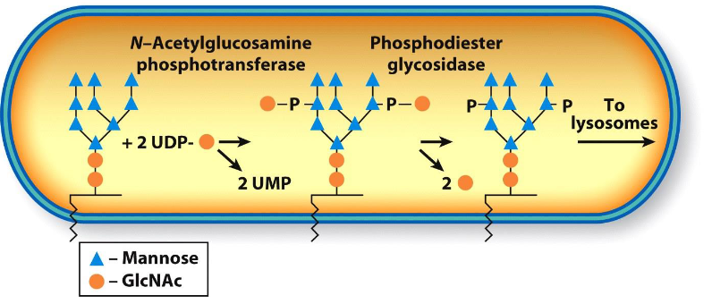 <ul><li><p>Lysosomal enzymes are moved from the TGN in clathrin-coated vesicles and are targeted by cis cisternae that move a phosphorylated N-acetylglucosamine from nucleotide sugar donor to one or more mannose residues of N-linked oligosaccharides.</p></li><li><p><mark data-color="yellow">How are they tagged for delivery to lysosomes?</mark></p><ul><li><p><mark data-color="yellow">Mannose-6-phosphate</mark></p></li></ul></li></ul>