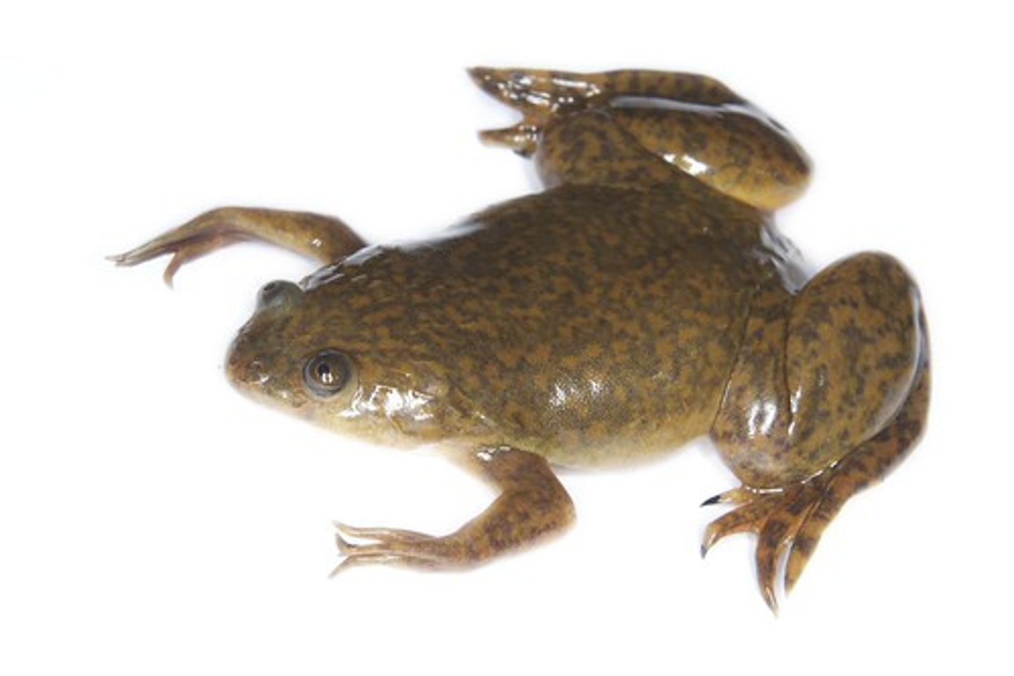 <p>Clawed frogs</p>