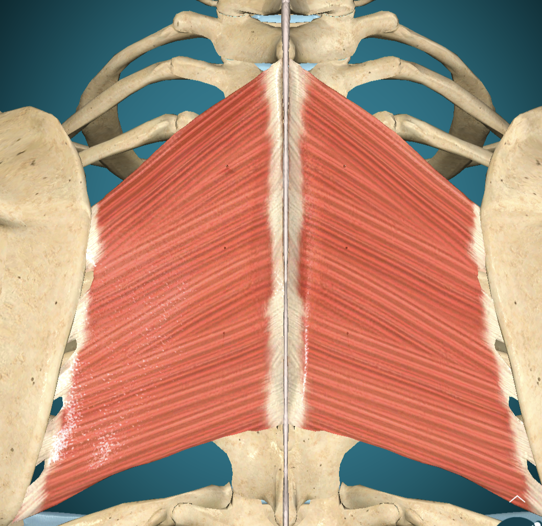 <p>Rhomboid Major Insertion</p>