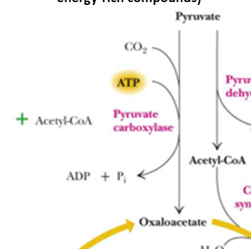 <p>enzyme that turns pyruvate into oxaloacetate </p>