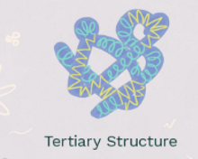 <p><strong> the three dimensional shape of a protein, due to the way the secondary reshapes the protein sturcture aminos that used to be far away can interact with each other, the tertiary structure often locks the molecule keep the structure stable&nbsp;</strong>&nbsp;</p>