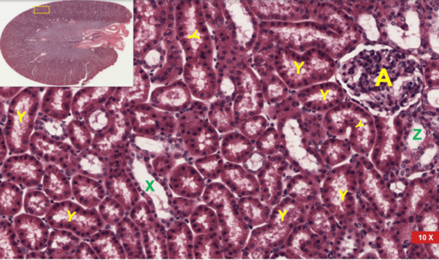 <p>Label the renal cortex</p>