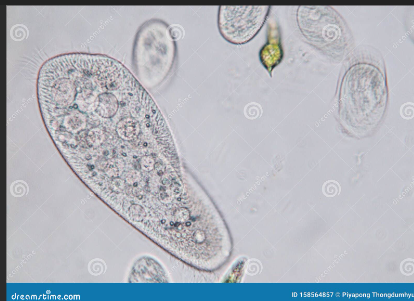 <p>Paramecium</p>