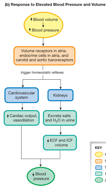 <p>increased blood pressure and volume:</p><ul><li><p>volume receptors in atria, endocrine cells in atria, and carotid and aortic barorecetors tigger homeostatic reflexes:</p><ol><li><p>cardiovascular system → decreases cardiac output and causes vasodilation</p></li><li><p>kidneys → excrete salts and H2O in urine, causing a decrease in ECF and ICF volume</p></li></ol></li><li><p>this decreases the blood pressure</p></li></ul><p></p>