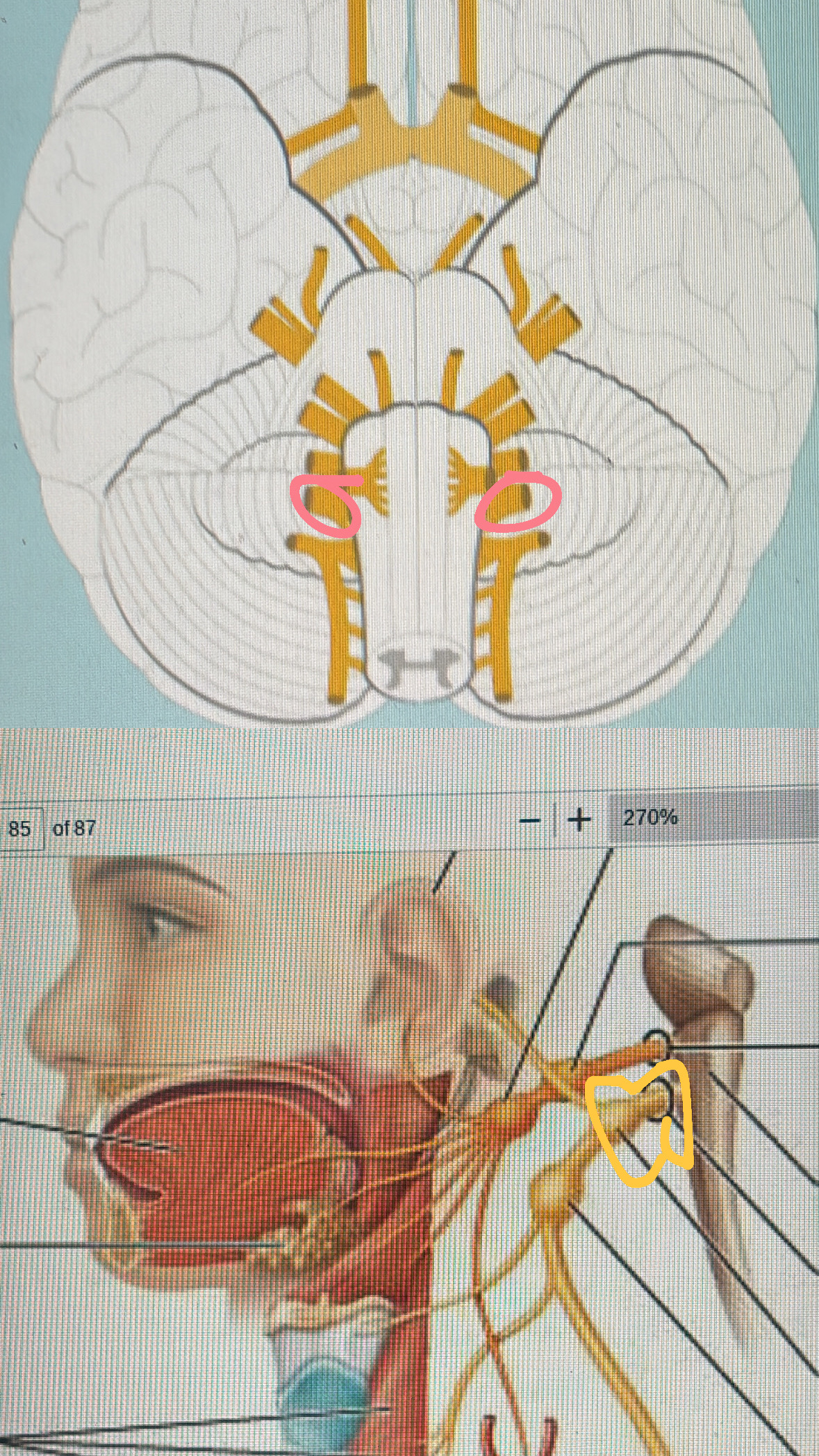 <p>X. autonomic control of viscera( heart, lungs, digestive organs, glands)</p>