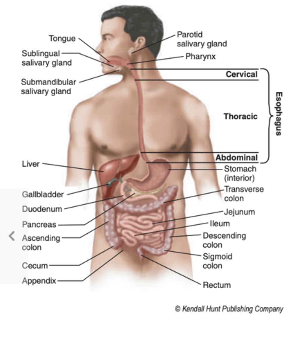 <p>it enters the abdomen</p>