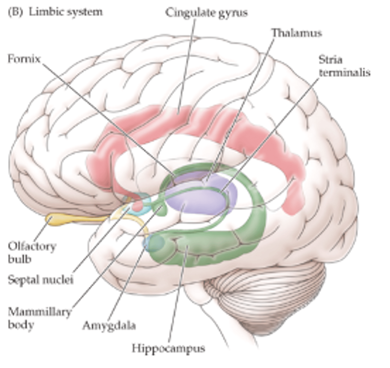 <p>receiving olfactory input to process smells</p>