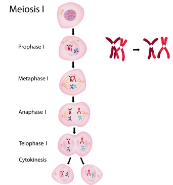 <p>Meiosis</p>