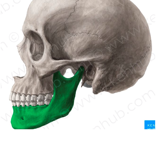 <p>Features -Ramus of mandible--&gt; lower handle of the jaw -Condylar process--&gt; process for temporal bone</p>