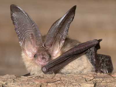 <p>Braunes Langohr (Fledermaus)</p>