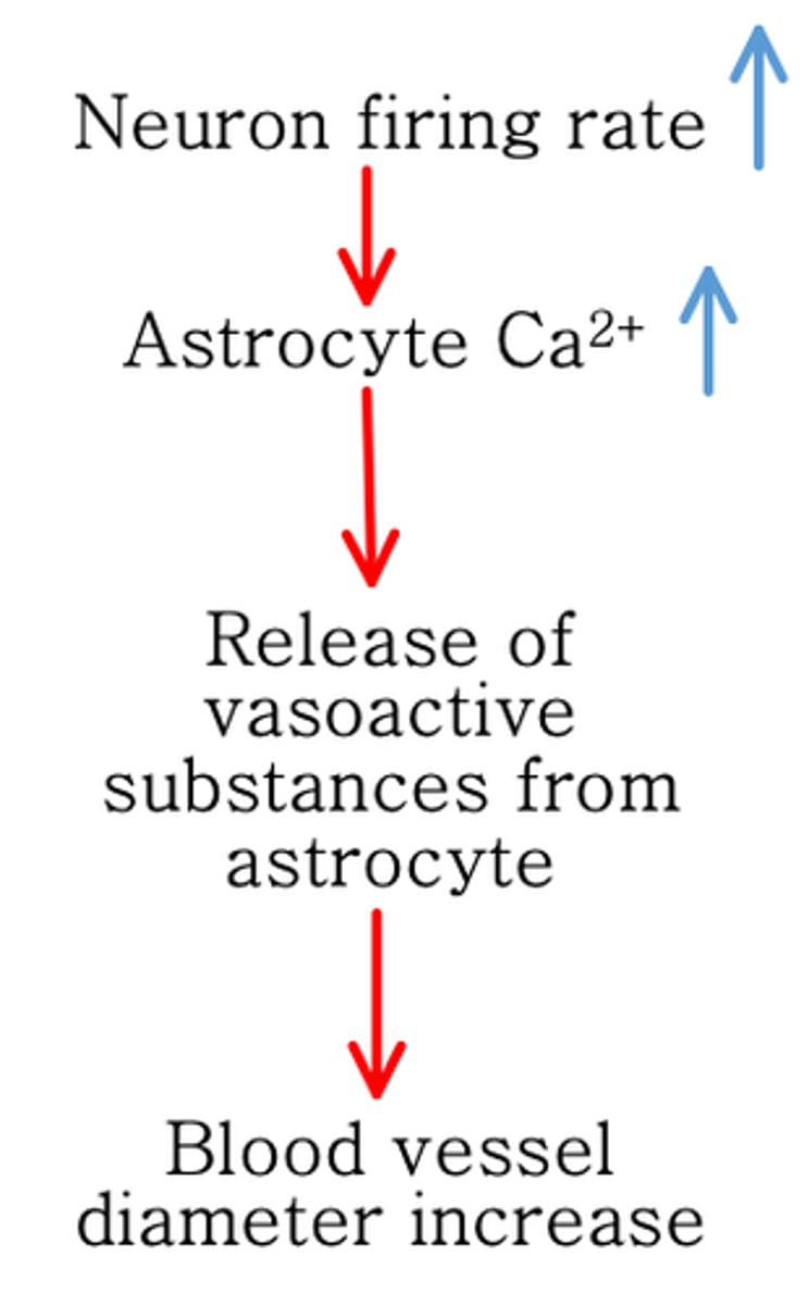 <p>An increase in neuron firing rate causes an increase in what?</p>