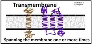 Membrane spanning domain forms….

(peptide bonds form H-bonds with one another, at least 20 a.a for 1 pass)

* Single pass and multipass membrane proteins