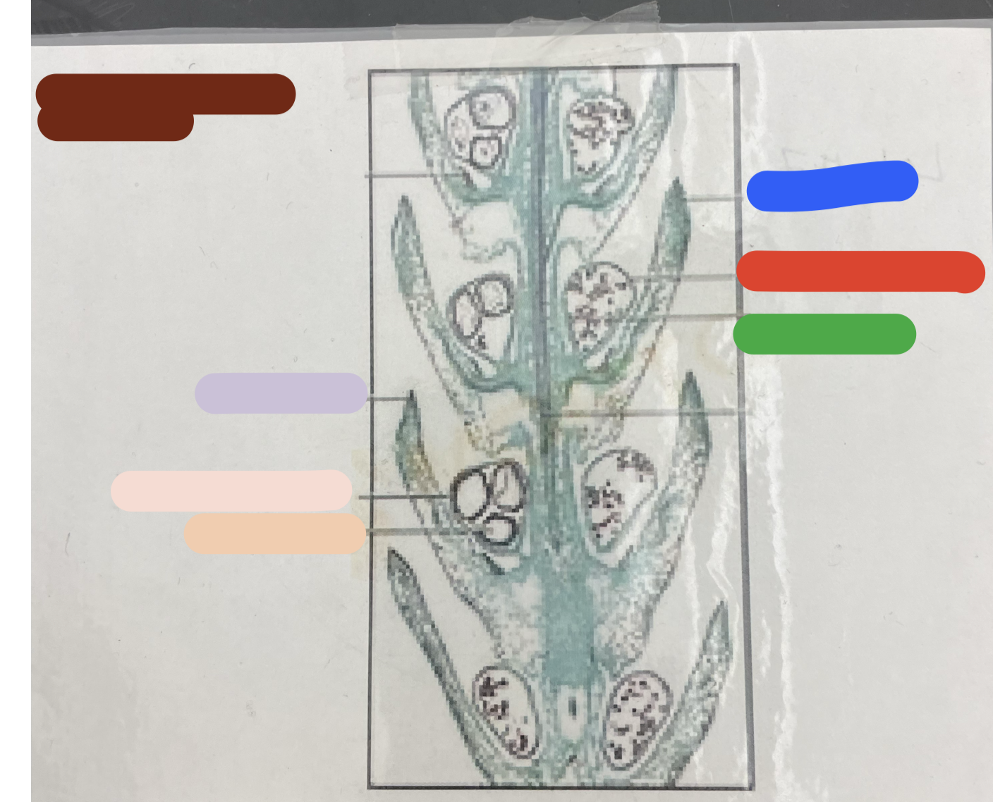 what structure is the GREEN?