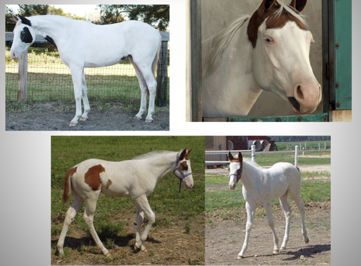 <p>What facial marking is this?</p>