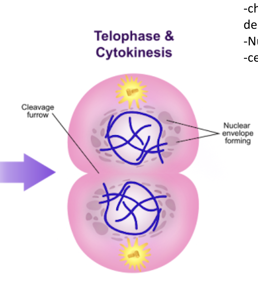 <p><span style="background-color: transparent;"><span>cells split in two</span></span></p><img src="https://knowt-user-attachments.s3.amazonaws.com/acab096f-9dcc-486a-a4b0-4aaa4ff3c6a5.png" data-width="100%" data-align="center"><p></p>