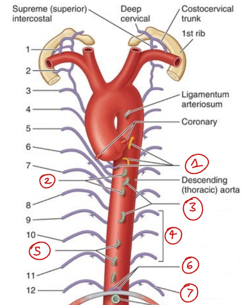<p>Label this diagram of the branches of the descending thoracic aorta</p>