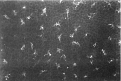 <ul><li><p>immune cells </p></li><li><p>250-300 mm² (1/2 found in skin)</p></li><li><p>15 -20 mm² peripheral 1/3rd cornea</p></li><li><p>non in central cornea</p></li></ul><p></p>