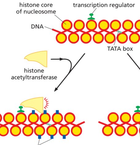 <p>A gene activator that promotes the attachment of acetyl groups to selected lysines in the tail of histone proteins that promote transcription, including some general transcription factors. These acetyl groups themselves attract proteins that promote transcription including some GTF.  </p>
