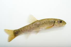<p><span>Lives throughout </span>Ontario<span> and the Northeastern United States.<sup> </sup>In the state of </span>Ohio<span>, the minnow is only confirmed to inhabit the </span>Great Miami<span> and </span>Little Miami<span> rivers.</span></p>