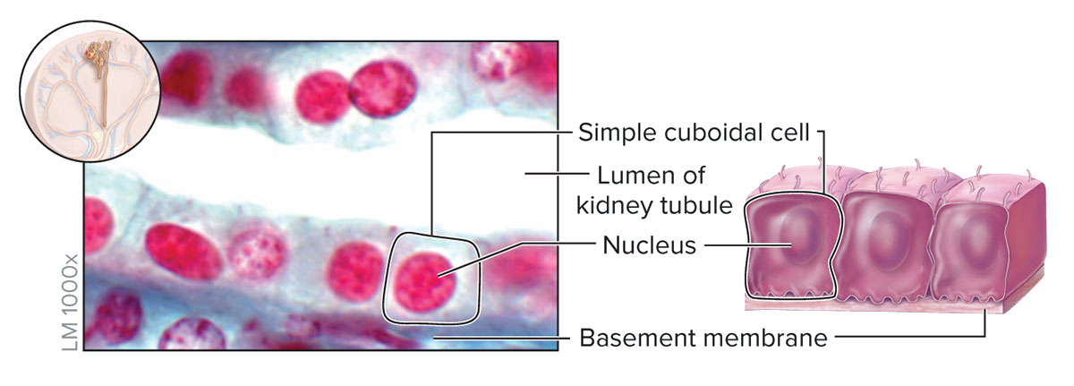 <p><strong>Structure</strong></p><p>Single layer of cells about as tall as they are wide; spherical and centrally located nucleus</p><p><strong>Function</strong></p><p>Absorption and secretion; forms secretory tissue of most glands and small ducts</p><p><strong>Location</strong></p><p>Kidney tubules, thyroid gland follicles; surface of ovary; secretory regions and ducts of most glands</p>