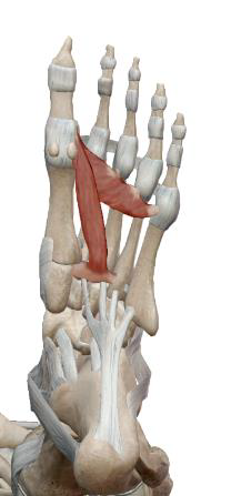 <p>Adducteur de l’hallux (I)</p>