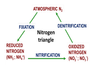 <p>Geochemical cycling by bacteria</p>