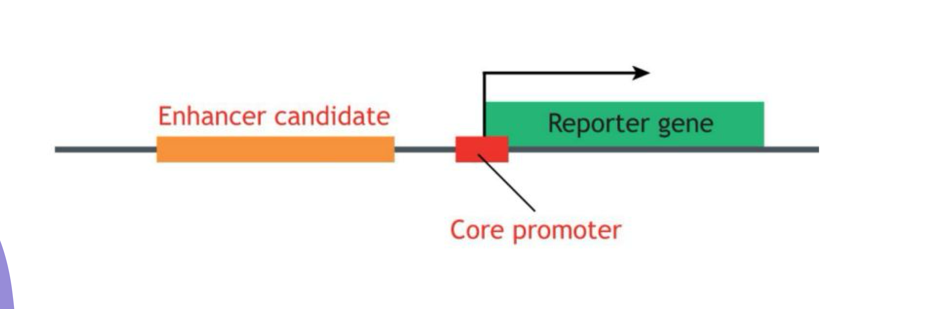 <p>Enhancer + Core promoter + Reporter gene (e.g., GFP)</p>