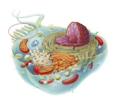 <p><span>microvilli</span></p>