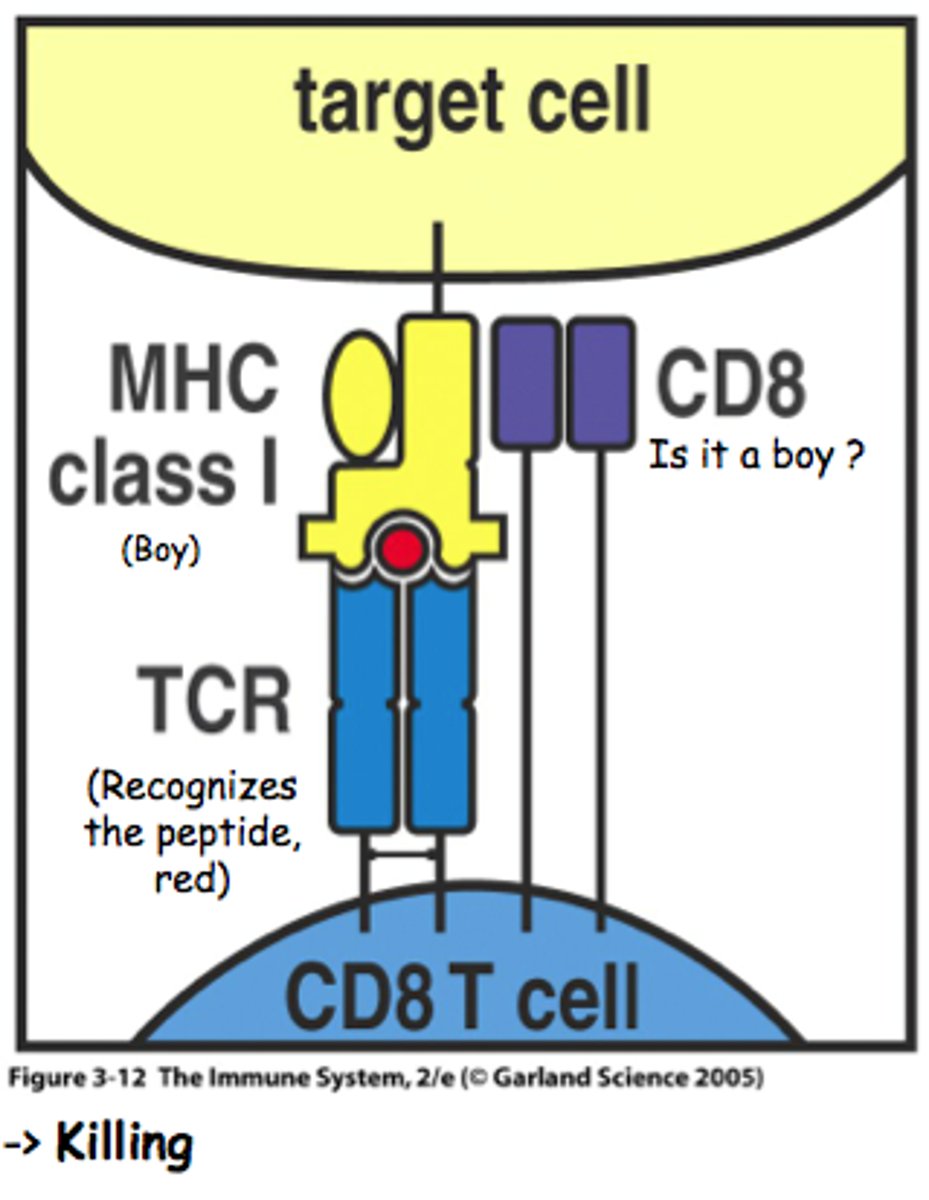 <p>A coreceptor present on most cytotoxic T cells, that binds to class I MHC molecules, enhancing the interaction between the T cell and a target cell.</p>