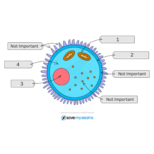 <p>This is the female gamete (egg cell / ovum). Name labels 1-4</p>