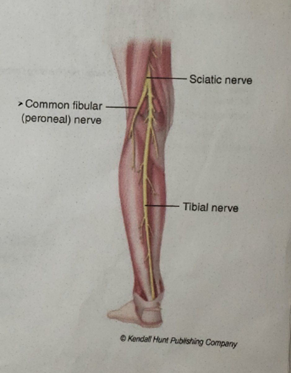 <p>lower third of thigh</p><p>proximal to popliteal fossa</p>