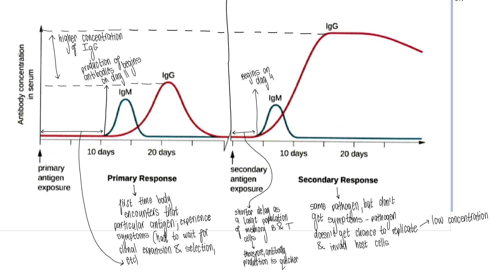 <p><strong>Slow &amp; weak:</strong></p><ul><li><p>when an antigen is initially encountered, there are only a few lymphocyte cells of each kind for the antigen to encounter → can take several days for clonal selection to occur &amp; clone army to be assembled (also tends to be small)</p></li><li><p>during this period, symptoms of the disease are shown, partly due to toxins &amp; cell death due to the pathogen &amp; partly due to immune response itself (e.g. fever &amp; inflammation)</p><ul><li><p>production of antibodies begins ~day 11</p></li><li><p>IgM produced first as it can capture 10 antigens simultaneously</p></li></ul></li></ul><p></p>