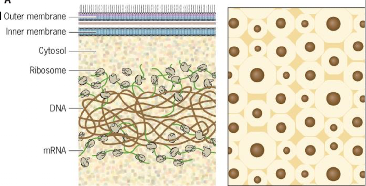 <p>Cytoplasm crowding</p>