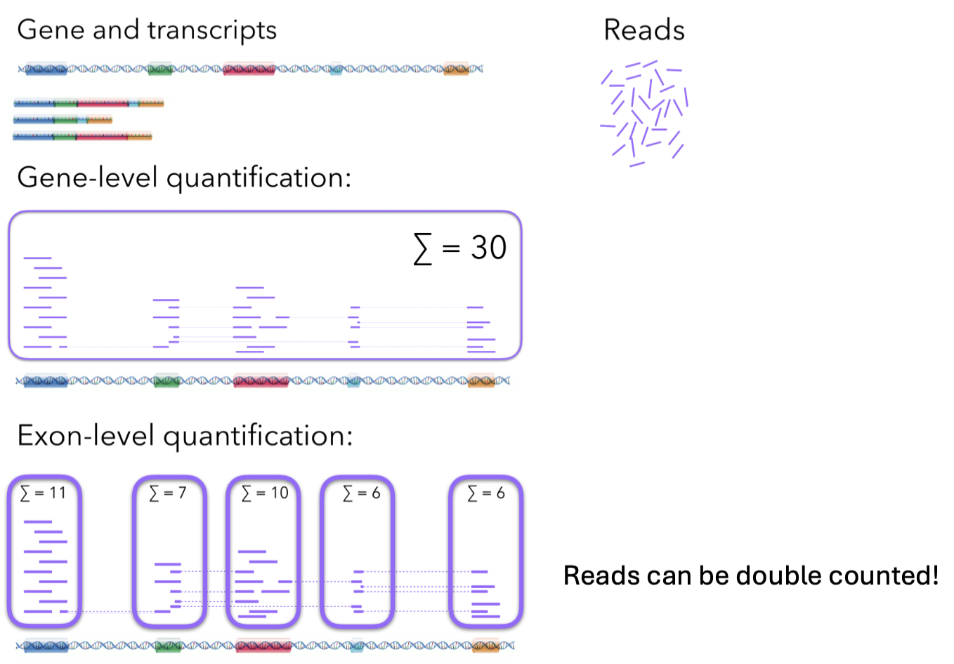 <ul><li><p>Raw counts can be biased:</p><ul><li><p>Sequencing depth: Different total numbers of reads between samples.</p><ul><li><p>Correction: Normalizing by total library size.</p></li></ul></li><li><p>Gene length: Longer genes have more space for reads to map, leading to higher raw counts even if the gene's concentration is the same as a shorter gene.</p><ul><li><p>Correction: Normalizing by transcript/gene length.</p></li></ul></li><li><p>RNA composition: A few highly expressed genes can take up a significant fraction of the total reads, making other genes appear to have lower expression than they really do. This affects the comparison between samples.</p><ul><li><p>Correction: <span>Using specialized between-sample normalization methods.</span></p></li></ul></li></ul></li></ul><p></p>