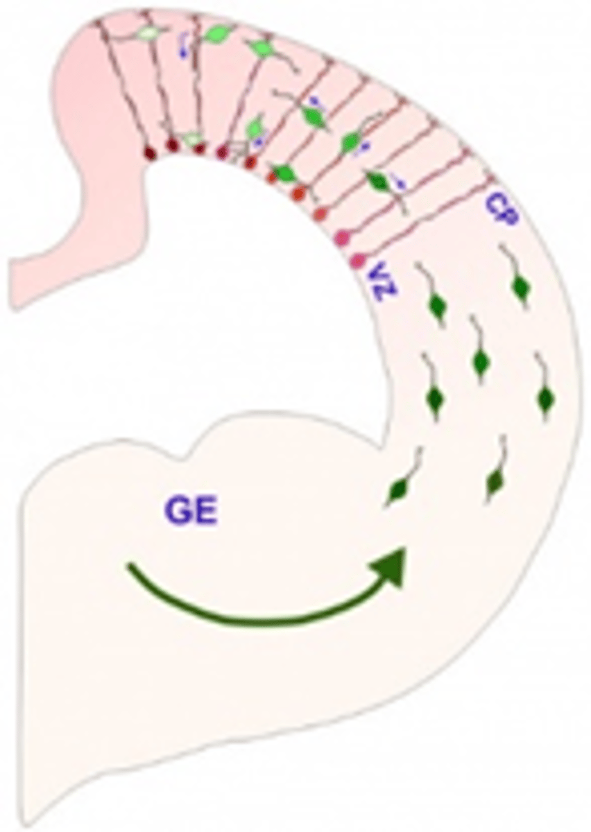 <p>v <span style="text-decoration:underline">Interneuronen</span> komen vanaf de andere kant en integreren in het netwerk</p>