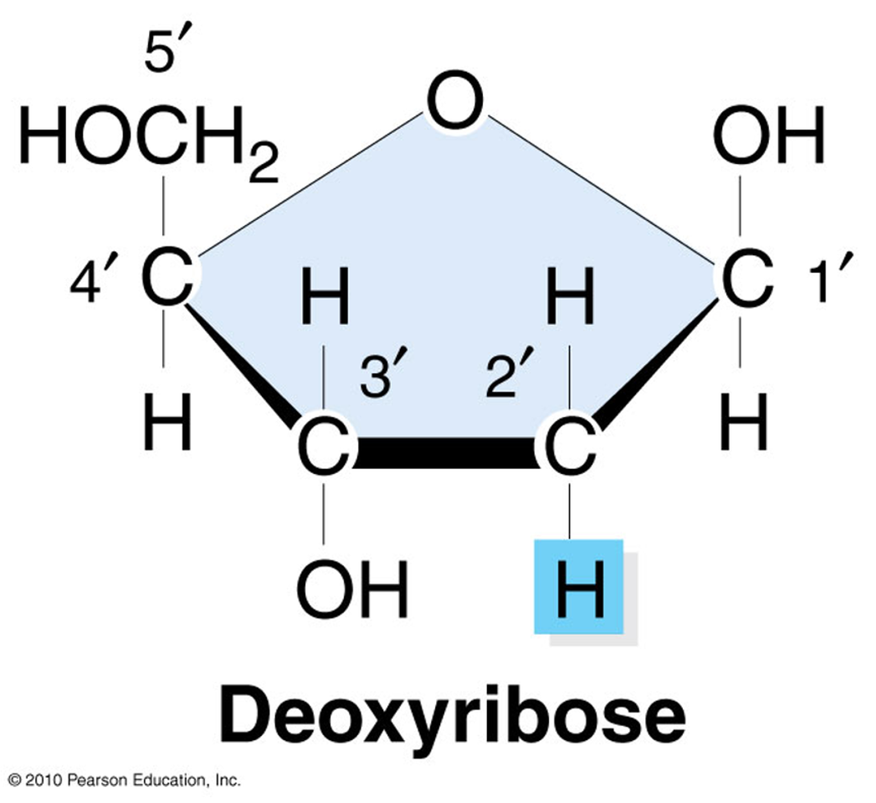 <p><span>•The sugar in each nucleotide is very important as both the nitrogenous base and phosphate groups attach to it.</span></p><p><span>•The sugar in DNA is called deoxyribose.</span></p><p><span>•You can see on the diagram that the highlighted ‘H’ does not have an oxygen bonded to this hydrogen, thus, the sugar lacks an oxygen atom or is ‘deoxy’.</span></p>