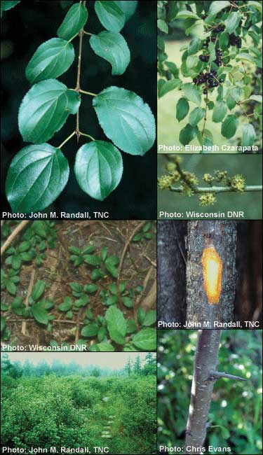 ovate, alternate, glossy, simple leaf

terminal “bud” is a very pointy thorn

very invasive

produces a purple/blue drupe