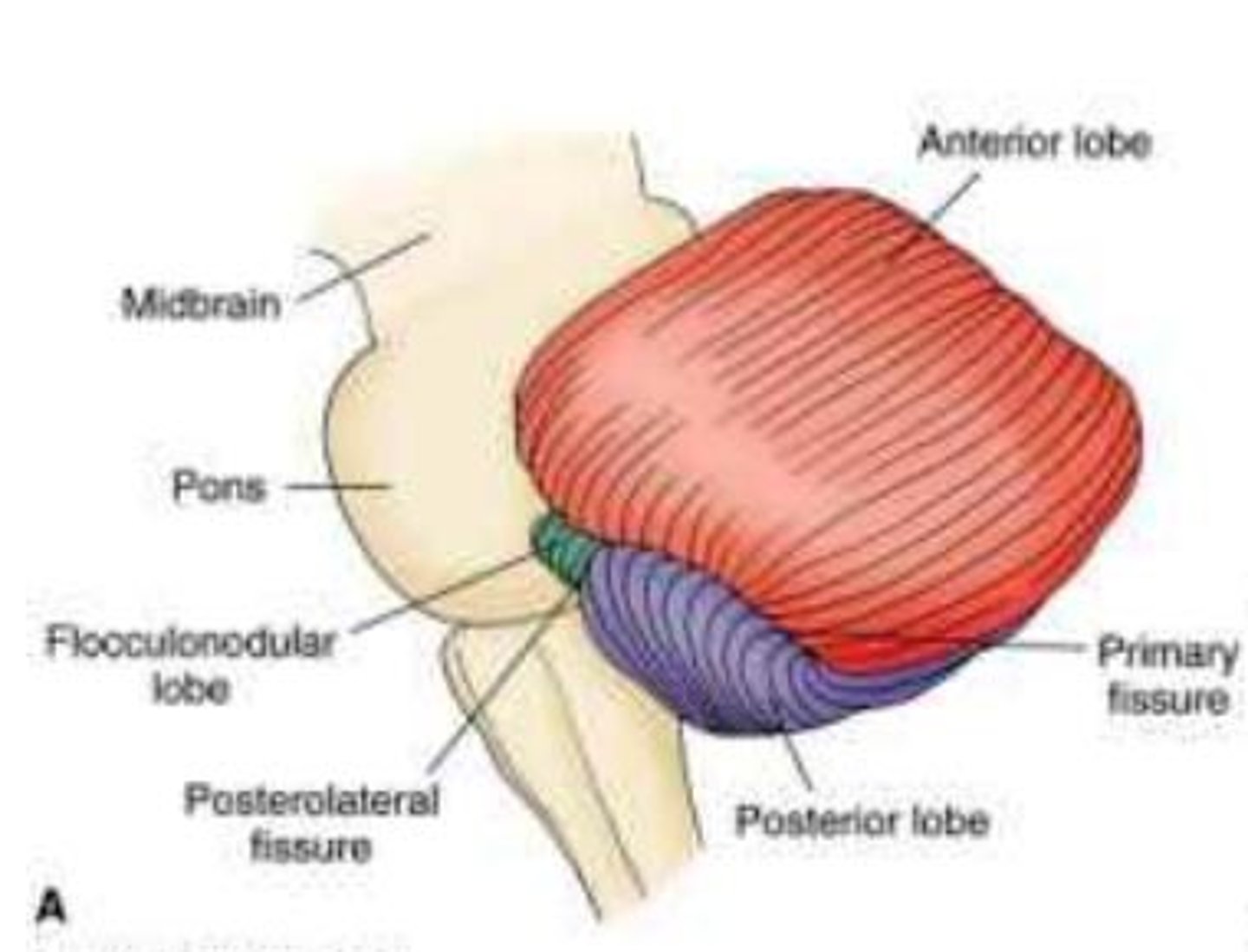 <p>a smaller lobe tucked under the posterior lobe</p><p>receives information from vestibular system</p>