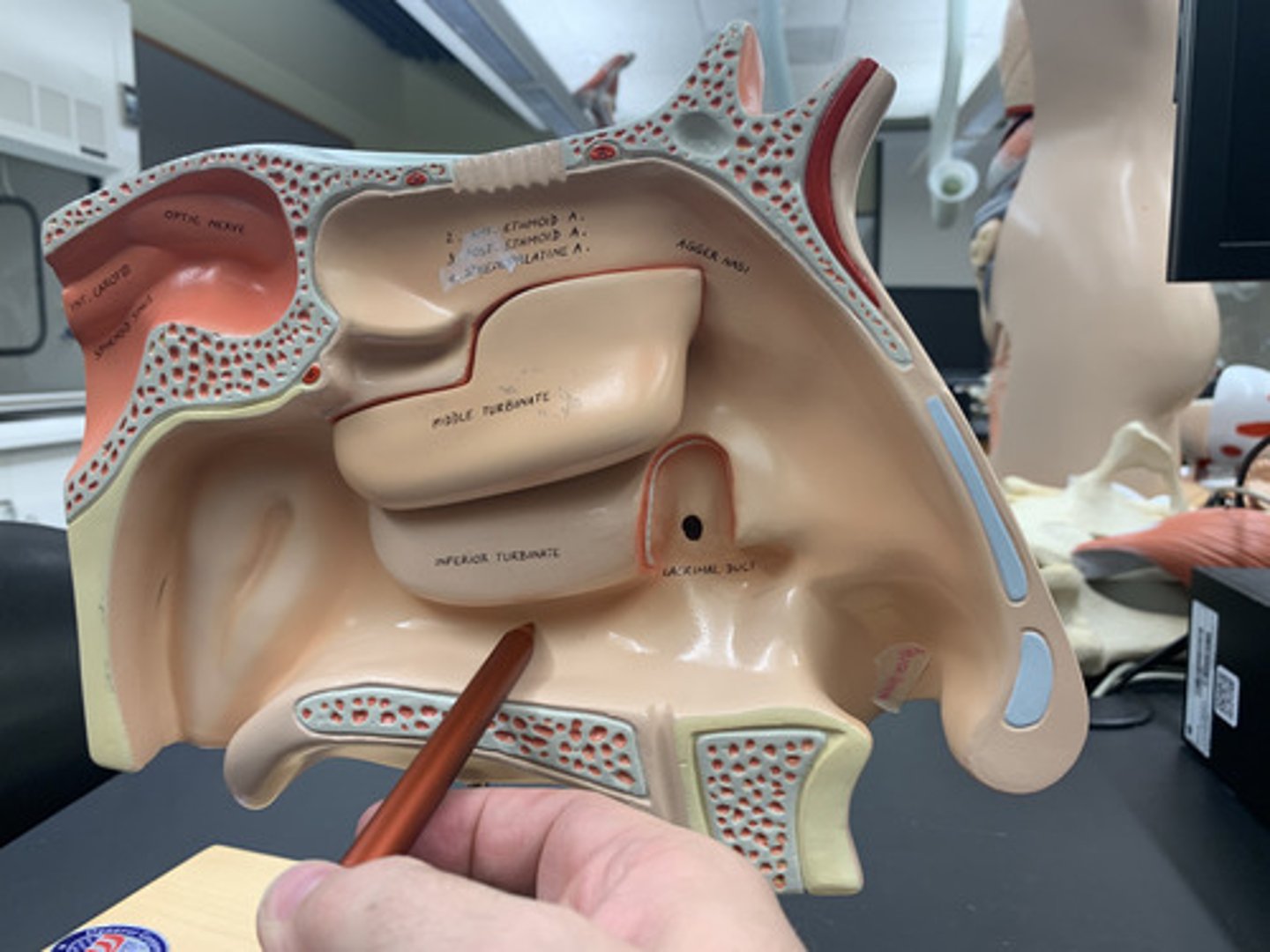 <p>"valley" under the inferior nasal concha</p>